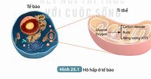 Khoa Học Tự Nhiên Lớp 7 Bài 25 Hô Hấp Tế Bào